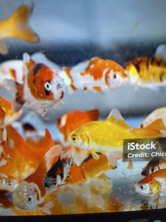 Mahi Mahi, Carp, and Goldfish - An Unforgettable Day on the Block C River